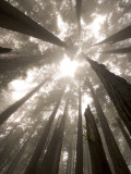 Coast Redwood Trees, Sequoia Sempervirens, in Fog Photographic Print by Phil Schermeister