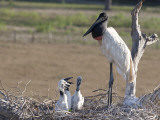 Jabiru Stork, Jabiru Mycteria, and Young in their Nest Photographic Print by Roy Toft