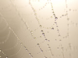 Dew on a Spider Web Photographic Print by Phil Schermeister