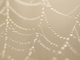 Dew on a Spider Web Photographic Print by Phil Schermeister