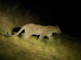 A Leopard in the Okavango Delta Area of Botswana Photographie par Jodi Cobb