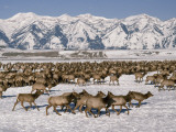 A Herd of Elk Moving Through the Snow Covered Rangeland of the National Elk Refuge Lámina fotográfica por Raymond Gehman A Herd of Elk Moving Through the Snow Covered Rangeland of the National Elk Refuge Lámina fotográfica por Raymond Gehman