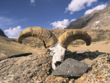 Offerings of a Mani Stone and Sheep Horns and Skull at Mount Kailash Photographic Print by Alison Wright