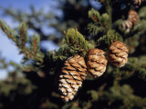 Close Up of Cones on a Spruce Tree Branch Photographic Print by Raymond Gehman