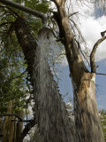 An Outdoor Shower in Chitabe Camp Photographie par Jodi Cobb