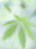 Close Up of New Leaves Emerging in Spring in Western Yosemite Photographic Print by Phil Schermeister