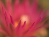 Close Up of the Petals of the Purple Pincushion Cactus Flower Lámina fotográfica por Phil Schermeister