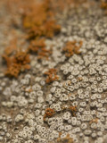 Orange/White Lichen Grows on Rocks in the Little Missouri Grasslands Lámina fotográfica por Phil Schermeister