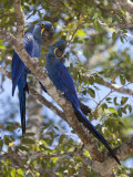 Pair of Hyacinth Macaws, Anodorhynchus Hyacinthinus, in a Tree Photographic Print by Roy Toft