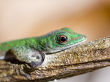 A Gecko on a Branch Photographic Print by Alison Wright