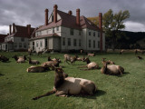 Elks Recline on the Grounds of Mammoth Hot Springs, Yellowstone Photographic Print by Raymond Gehman