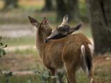 A Pair of Deer Nuzzle in the Okefenokee Swamp Photographic Print by Jodi Cobb