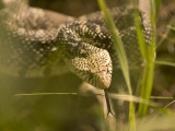A Bull Snake Hides in the Little Missouri National Grasslands Photographic Print by Phil Schermeister