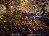 Kayaker on the Nantahala River Seen Through Birch Tree Branches Photographic Print by Raymond Gehman