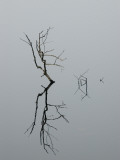 Abstract View of a Branch and its Reflection on Still Water Photographic Print by Todd Gipstein