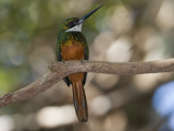 Portrait of a Rufous-Tailed Jacamar, Galbula Ruficauda, in a Tree Photographic Print by Roy Toft