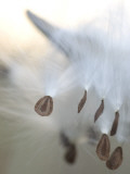 Close Up of Milkweed Seeds Shot Near Cook's Meadow in Yosemite Valley Photographie par Phil Schermeister