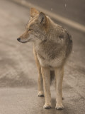 Close Up of a Coyote Standing in the Road While it Is Snowing Photographic Print by Phil Schermeister