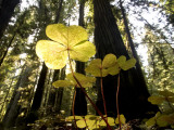Redwood Sorrel Plants, Oxalis Oregana, in the Forest Photographic Print by Phil Schermeister