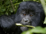 A Juvenile Gorilla Eating a Stalk Photographic Print by Beverly Joubert