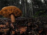 A Wild Mushroom Growing Near Aspen Trees Photographic Print by Raul Touzon