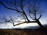 Silhouetted Oak Tree Branches at Sunset Photographic Print by Raymond Gehman