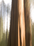 sequoias