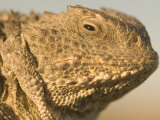 Short-Horned Lizard Found in the Little Missouri National Grasslands Photographic Print by Phil Schermeister