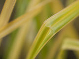 Close Up of Blades of Grasses Growing in Yosemite Valley Lámina fotográfica por Phil Schermeister