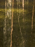 Tree Trunks are Reflected in Yosemite Creek in Yosemite Valley Photographic Print by Phil Schermeister