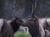 A Pair of Roosevelt Elk, Cervus Canadensis Roosevelti Photographic Print by Phil Schermeister