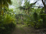 A Path Through a Coconut Grove Photographic Print by Alison Wright