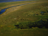 Bison Graze and Rest in the Green of the Peace-Athabasca Delta Photographic Print by Raymond Gehman
