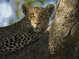 A Leopard in the Okavango Delta Area of Botswana Photographie par Jodi Cobb