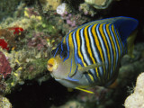 A Side View of a Regal Angelfish, Pygoplites Diacanthus Photographic Print by Tim Laman