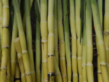 Sugar Cane Photographic Print by Raul Touzon