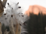 Milkweed Growing in Yosemite Valley with Half Dome in the Background Photographie par Phil Schermeister