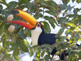 Toco Toucan, Ramphastos Toco, Eating Palm Nuts Photographic Print by Roy Toft