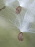 Close Up of Milkweed Seeds Shot Near Cook's Meadow in Yosemite Valley Photographie par Phil Schermeister