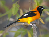 An Orange-Backed Troupial, Icterus Croconotus, on a Branch Photographie par Roy Toft