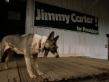 A Dog on the Porch of a Building with a Jimmy Carter Campaign Sign Photographic Print by Jodi Cobb