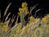 Goldenrod Flowers and Prairie Grass Photographic Print by Raymond Gehman