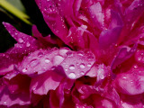 Close View of Pink Peony Covered with Water Drops Photographie par Todd Gipstein