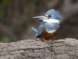 Ringed Kingfisher, Ceryle Torquata, Perched on a Tree Branch Photographie par Roy Toft