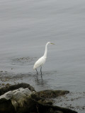 An Egret Wading Along the Water's Edge Photographic Print by Todd Gipstein