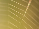 Backlit View of Part of a Spider Web Photographic Print by Phil Schermeister