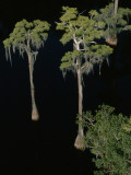 Spanish Moss Drips from Trees in the Suwannee River Photographie par Jodi Cobb