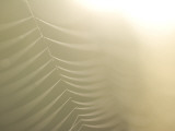 Backlit View of Part of a Spider Web Photographic Print by Phil Schermeister