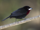 Male Silver-Beaked Tanager, Ramphocelus Carbo, Perched on Branch Photographie par Roy Toft