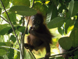A Baby Orangutan, Pongo Pygmaeus, in a Tree Lámina fotográfica por Tim Laman